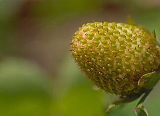 Kiedy osiąga się dojrzałość psychiczna?