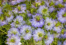 Co lepsze LinkedIn czy GoldenLine?