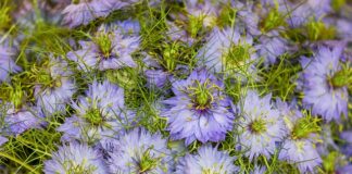 Co lepsze LinkedIn czy GoldenLine?