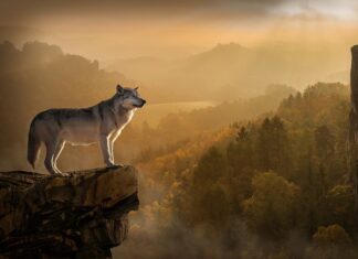 Jak wygląda proces tworzenia strategii?