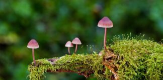 Jakie są rodzaje marek?