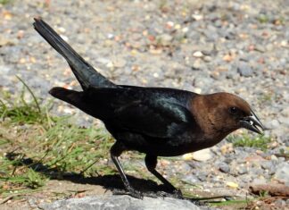 Jaki można mieć najgorszy nawyk?