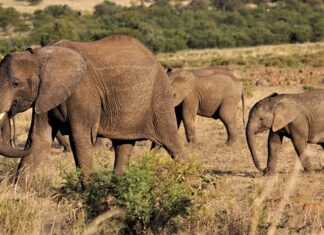 Jak zwiększyć liczbę followersów? Jak zwiększyć liczbę followersów?