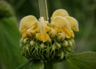 Co to brand identity?