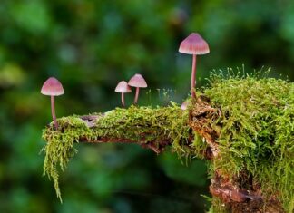 Jakie są rodzaje grup społecznych?