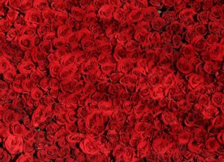 Czym się różni dyscyplina od motywacji?