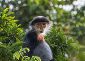 Ile jest rodzajów inteligencji?